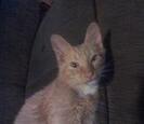 Cat Cat
