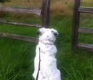 Dog Dog