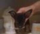 Dog Dog