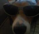 Dog Dog