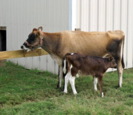 Cattle Cattle