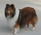 Border Collie Border Collie