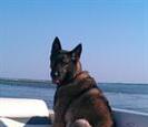 Dog Dog