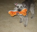 Dog Dog