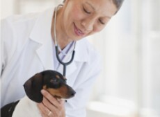 Vet check-up with small dog