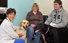 Veterinarian Caring for a Canine Patient