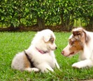 Dog with a puppy Dog with a puppy