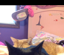 Cat Cat