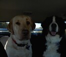 Two Dogs Two Dogs
