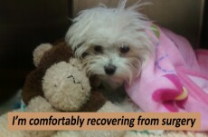 Recovering from Surgery