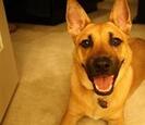 Dog Dog