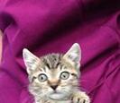 Kitten Kitten