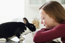 Rabbits and Small Mammals