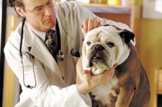 Bulldog