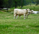 Cattle Cattle